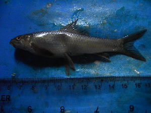  ( - DO-NZ035)  @12 [ ] Unspecified (default): All Rights Reserved  Unspecified Unspecified