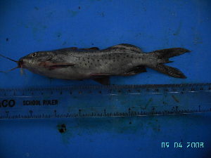  (Synodontis victoriae - DO-OL179)  @13 [ ] Unspecified (default): All Rights Reserved  Unspecified Unspecified