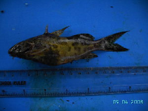  ( - DO-OL184)  @12 [ ] Unspecified (default): All Rights Reserved  Unspecified Unspecified