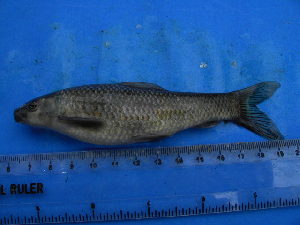  ( - DO-SM286)  @13 [ ] Unspecified (default): All Rights Reserved  Unspecified Unspecified
