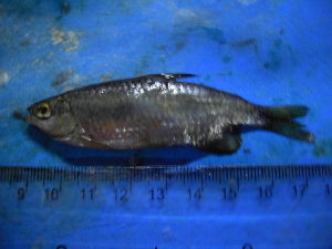  (Haplochromis - DO-YM033)  @12 [ ] Unspecified (default): All Rights Reserved  Unspecified Unspecified