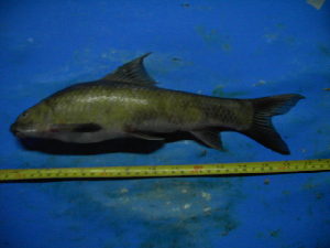  ( - DO-YW004)  @13 [ ] Unspecified (default): All Rights Reserved  Unspecified Unspecified