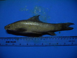  ( - DO-YW005)  @13 [ ] Unspecified (default): All Rights Reserved  Unspecified Unspecified