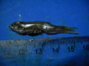  ( - DO-YW041)  @12 [ ] Unspecified (default): All Rights Reserved  Unspecified Unspecified