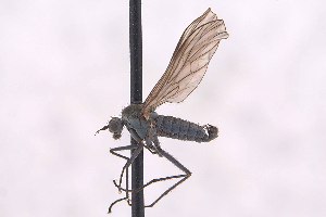  (Proclinopyga solivaga - CNC1125548)  @11 [ ] No Rights Reserved (nrr) (2025) Unspecified CNC