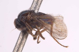  (Enlinia magistri - CNC1307971)  @11 [ ] No Rights Reserved (nrr) (2025) Unspecified CNC