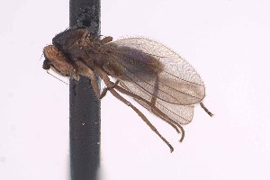  (Enlinia californica - CNC1434506)  @11 [ ] No Rights Reserved (nrr) (2025) Unspecified CNC