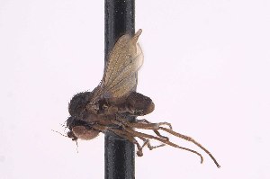  (Enlinia taeniocaudata - CNC1434507)  @11 [ ] No Rights Reserved (nrr) (2025) Unspecified CNC