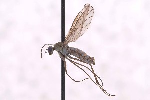  ( - CNC1434534)  @11 [ ] No Rights Reserved (nrr) (2025) Unspecified CNC