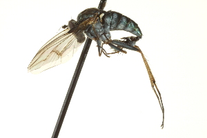  ( - CNC DIPTERA 163488)  @12 [ ] CreativeCommons - Attribution (2012) CNC/CBG Photography Group Centre for Biodiversity Genomics