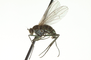  ( - CNC DIPTERA 163105)  @13 [ ] CreativeCommons - Attribution (2012) CNC/CBG Photography Group Centre for Biodiversity Genomics