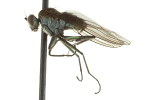  ( - CNC DIPTERA 163106)  @13 [ ] CreativeCommons - Attribution (2012) CNC/CBG Photography Group Centre for Biodiversity Genomics