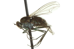  ( - CNC DIPTERA 163109)  @13 [ ] CreativeCommons - Attribution (2012) CNC/CBG Photography Group Centre for Biodiversity Genomics