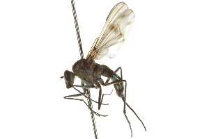  ( - CNC DIPTERA 163110)  @13 [ ] CreativeCommons - Attribution (2012) CNC/CBG Photography Group Centre for Biodiversity Genomics