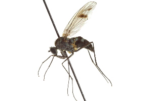  ( - CNC DIPTERA 163112)  @12 [ ] CreativeCommons - Attribution (2012) CNC/CBG Photography Group Centre for Biodiversity Genomics
