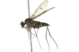  ( - CNC DIPTERA 163113)  @14 [ ] CreativeCommons - Attribution (2012) CNC/CBG Photography Group Centre for Biodiversity Genomics