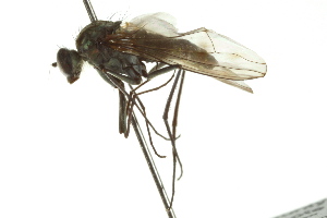  ( - CNC DIPTERA 163114)  @12 [ ] CreativeCommons - Attribution (2012) CNC/CBG Photography Group Centre for Biodiversity Genomics