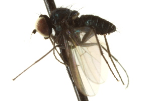  ( - CNC DIPTERA 163195)  @11 [ ] CreativeCommons - Attribution (2012) CNC/CBG Photography Group Centre for Biodiversity Genomics