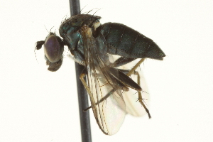  ( - CNC DIPTERA 163604)  @13 [ ] CreativeCommons - Attribution (2012) CNC/CBG Photography Group Centre for Biodiversity Genomics