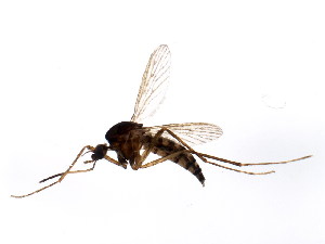  ( - BIOUG00804-A02)  @12 [ ] CreativeCommons - Attribution (2011) CBG Photography Group Centre for Biodiversity Genomics