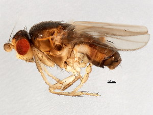 ( - BIOUG01874-G04)  @13 [ ] CreativeCommons - Attribution (2012) CBG Photography Group Centre for Biodiversity Genomics