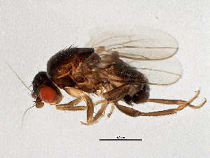  ( - BIOUG01874-G05)  @13 [ ] CreativeCommons - Attribution (2012) CBG Photography Group Centre for Biodiversity Genomics