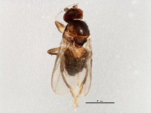  ( - BIOUG01874-G06)  @12 [ ] CreativeCommons - Attribution (2012) CBG Photography Group Centre for Biodiversity Genomics