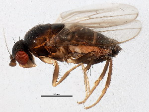  (Parasclerocoelus - BIOUG01874-G12)  @15 [ ] CreativeCommons - Attribution (2012) CBG Photography Group Centre for Biodiversity Genomics
