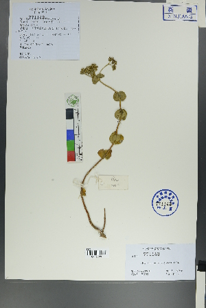  (Crassulaceae - Ge00011)  @11 [ ] CreativeCommons  Attribution Non-Commercial Share-Alike  Unspecified Herbarium of South China Botanical Garden