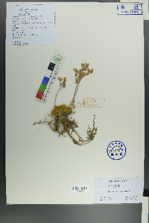  (Rosularia - Ge00012)  @11 [ ] CreativeCommons  Attribution Non-Commercial Share-Alike  Unspecified Herbarium of South China Botanical Garden