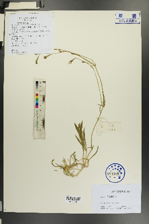 ( - Ge00016)  @11 [ ] CreativeCommons  Attribution Non-Commercial Share-Alike  Unspecified Herbarium of South China Botanical Garden