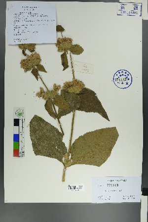  (Phlomis pratensis - Ge00019)  @11 [ ] CreativeCommons  Attribution Non-Commercial Share-Alike  Unspecified Herbarium of South China Botanical Garden