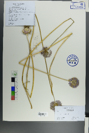  (Allium caeruleum - Ge00023)  @11 [ ] CreativeCommons  Attribution Non-Commercial Share-Alike  Unspecified Herbarium of South China Botanical Garden