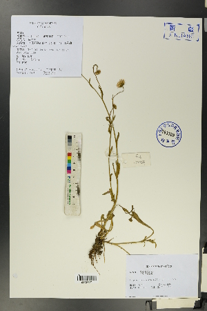  ( - Ge00024)  @11 [ ] CreativeCommons  Attribution Non-Commercial Share-Alike  Unspecified Herbarium of South China Botanical Garden