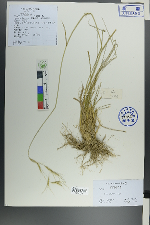  (Elymus durus - Ge00025)  @11 [ ] CreativeCommons  Attribution Non-Commercial Share-Alike  Unspecified Herbarium of South China Botanical Garden