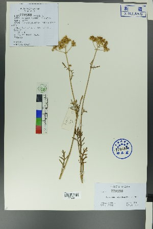  (Patrinia - Ge00028)  @11 [ ] CreativeCommons  Attribution Non-Commercial Share-Alike  Unspecified Herbarium of South China Botanical Garden