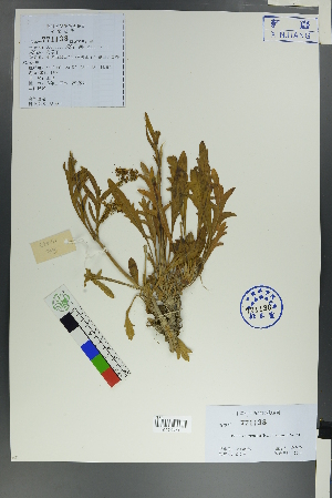  ( - Ge00030)  @11 [ ] CreativeCommons  Attribution Non-Commercial Share-Alike  Unspecified Herbarium of South China Botanical Garden