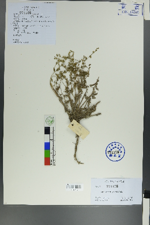  ( - Ge00033)  @11 [ ] CreativeCommons  Attribution Non-Commercial Share-Alike  Unspecified Herbarium of South China Botanical Garden