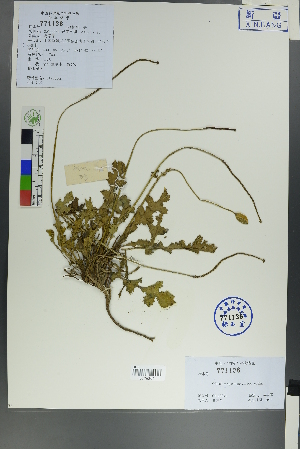  (Glaucium - Ge00034)  @11 [ ] CreativeCommons  Attribution Non-Commercial Share-Alike  Unspecified Herbarium of South China Botanical Garden
