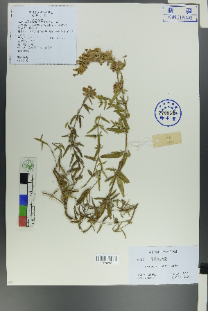  ( - Ge00036)  @11 [ ] CreativeCommons  Attribution Non-Commercial Share-Alike  Unspecified Herbarium of South China Botanical Garden