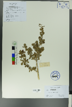  (Lonicera humilis - Ge00040)  @11 [ ] CreativeCommons  Attribution Non-Commercial Share-Alike  Unspecified Herbarium of South China Botanical Garden