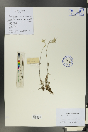  (Leontopodium campestre - Ge00045)  @11 [ ] CreativeCommons  Attribution Non-Commercial Share-Alike  Unspecified Herbarium of South China Botanical Garden