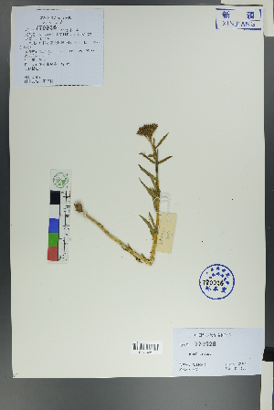  (Rhodiola kirilowii - Ge00047)  @11 [ ] CreativeCommons  Attribution Non-Commercial Share-Alike  Unspecified Herbarium of South China Botanical Garden