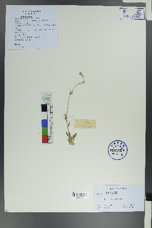  ( - Ge00049)  @11 [ ] CreativeCommons  Attribution Non-Commercial Share-Alike  Unspecified Herbarium of South China Botanical Garden