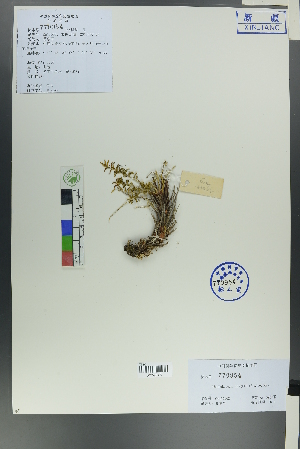  ( - Ge00062)  @11 [ ] CreativeCommons  Attribution Non-Commercial Share-Alike  Unspecified Herbarium of South China Botanical Garden