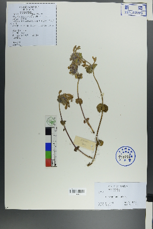  (Dracocephalum imberbe - Ge00064)  @11 [ ] CreativeCommons  Attribution Non-Commercial Share-Alike  Unspecified Herbarium of South China Botanical Garden