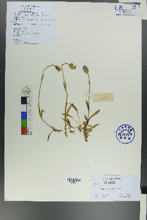  ( - Ge00067)  @11 [ ] CreativeCommons  Attribution Non-Commercial Share-Alike  Unspecified Herbarium of South China Botanical Garden