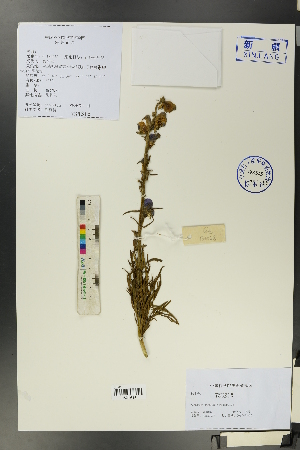  (Aconitum karakolicum - Ge00078)  @11 [ ] CreativeCommons  Attribution Non-Commercial Share-Alike  Unspecified Herbarium of South China Botanical Garden