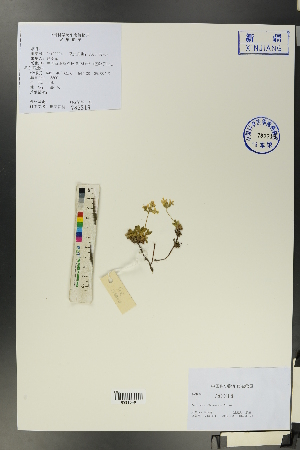  ( - Ge00084)  @11 [ ] CreativeCommons  Attribution Non-Commercial Share-Alike  Unspecified Herbarium of South China Botanical Garden