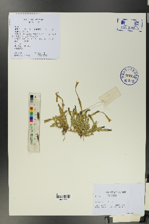  (Gentiana prostrata var. karelinii - Ge00091)  @11 [ ] CreativeCommons  Attribution Non-Commercial Share-Alike  Unspecified Herbarium of South China Botanical Garden